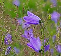 Rundblättrige Glockenblume - Campanula rotundifolia