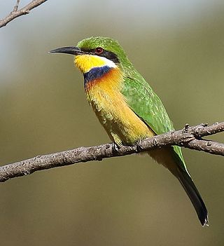 <span class="mw-page-title-main">Blue-breasted bee-eater</span> Species of bird