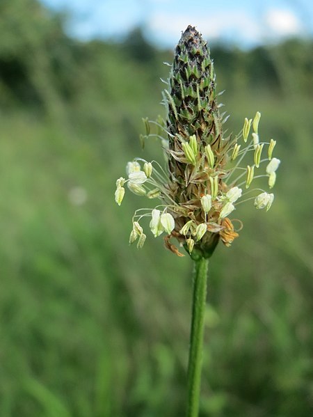 File:20170814Plantago lanceolata1.jpg