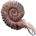 202002 ammonite.png