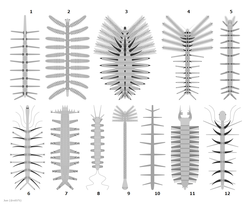 Panarthropoda: Systematik, Se även, Källförteckning