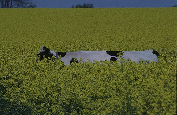 Cattle in a rape field, Northern Germany