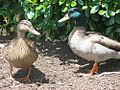 Mallard Ducks, Possible Male Hybrid