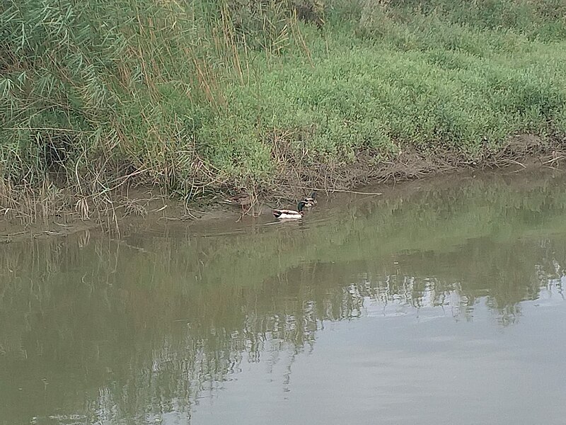 File:2Patos.jpg