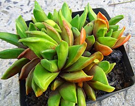 2 Haworthia scabra var starkiana in cultivation.jpg