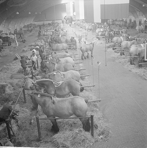 File:30 ste Nationale tentoonstelling voor trekpaarden in Den Bosch, Bestanddeelnr 914-3115.jpg