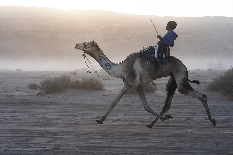 File:AI Zalaga Camel Race 006.jpg