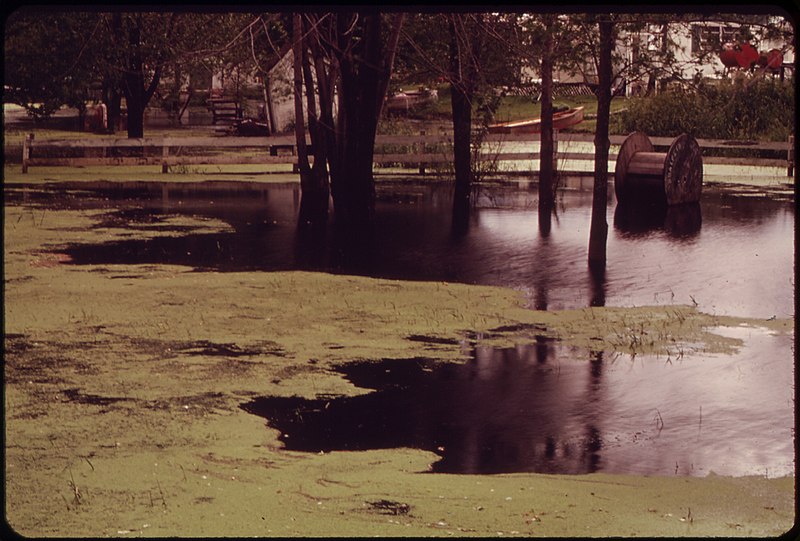 File:ALGAE CARPETS THE SLUGGISH WATERS OF THE FOX RIVER ON THE NORTHWARD LEG OF ITS COURSE TOWARD LAKE WINNEBAGO - NARA - 550834.jpg