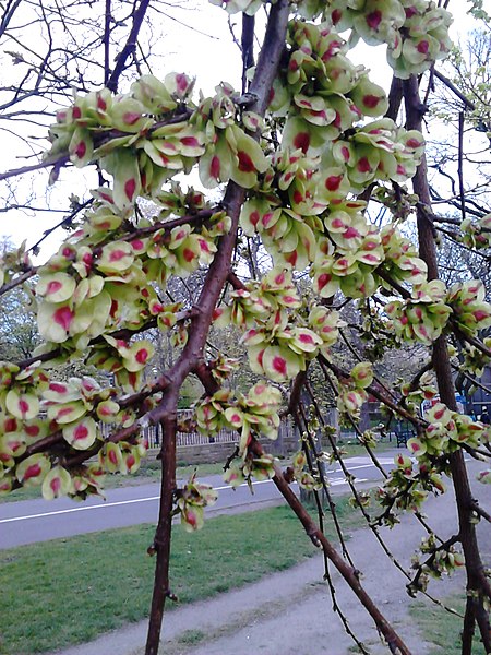 File:AZ0122 Unknown Ulmus, North Walk, The Meadows, Edinburgh. Samarae.jpg