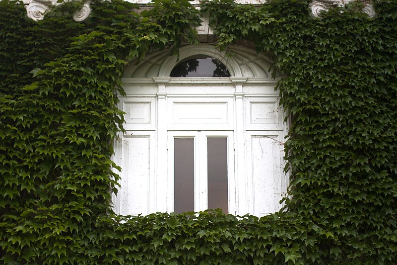 File:A Lot of Ivy at Union College (8849910670).jpg