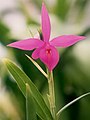 Barkeria skinneri flower