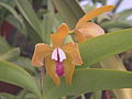 A and B Larsen orchids - Cattleya porphyroglossa DSCN3205.JPG