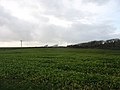 A field of kale to the front of Llangwyfan-isaf - geograph.org.uk - 1200159.jpg