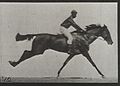 A galloping horse and rider. Plate 12 Wellcome L0038068.jpg