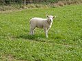A little lamb.jpg