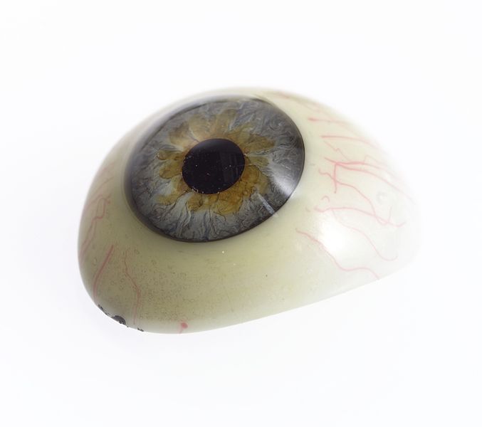 File:A selection of glass eyes from an opticians glas eye case. Wellcome L0036586.jpg