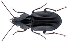 Abacetus crenulatus Dejean, 1831.png