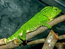 Abbott's Anglehead Lizard (Gonocephalus abbotti) female (8743960463).jpg