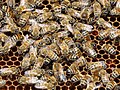 * Nomination Bees (Apis mellifera) on a frame in Colmar (Haut-Rhin, France). --Gzen92 13:33, 20 May 2022 (UTC) * Promotion Good quality --PantheraLeo1359531 14:54, 20 May 2022 (UTC)