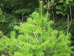 Abies holophylla.jpg