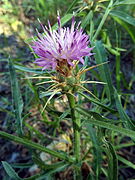 Centaurea calcitrapa