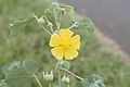 Abutilon indicum