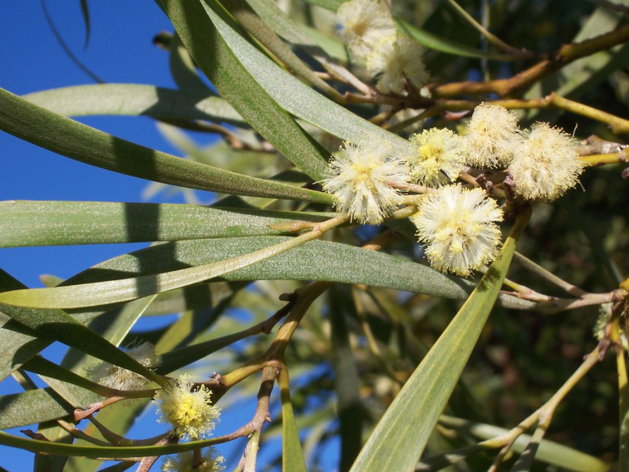 Acacia georginae