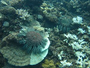 Environmental Threats To The Great Barrier Reef