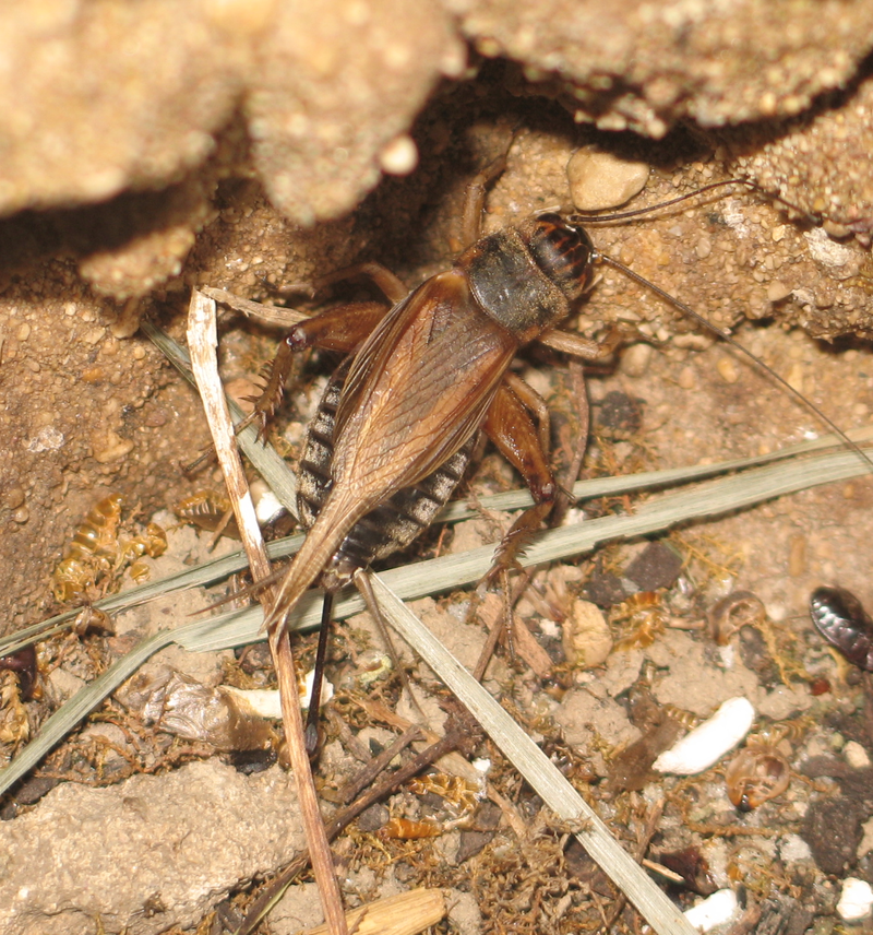 Grillons domestiques (Acheta domestica)