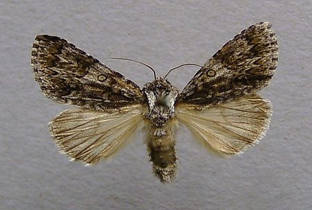 Acronicta_auricoma