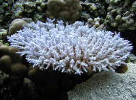 Acropora paniculata