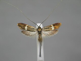 <i>Adela mazzolella</i> Species of moth