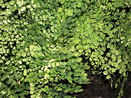 Adiantum polyphyllum