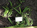 Adiantum edgeworthii - Botanical Garden in Kaisaniemi, Helsinki - DSC03614.JPG