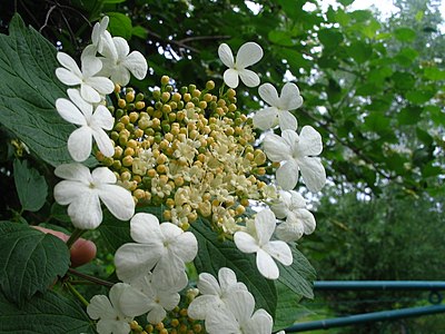 inflorescence