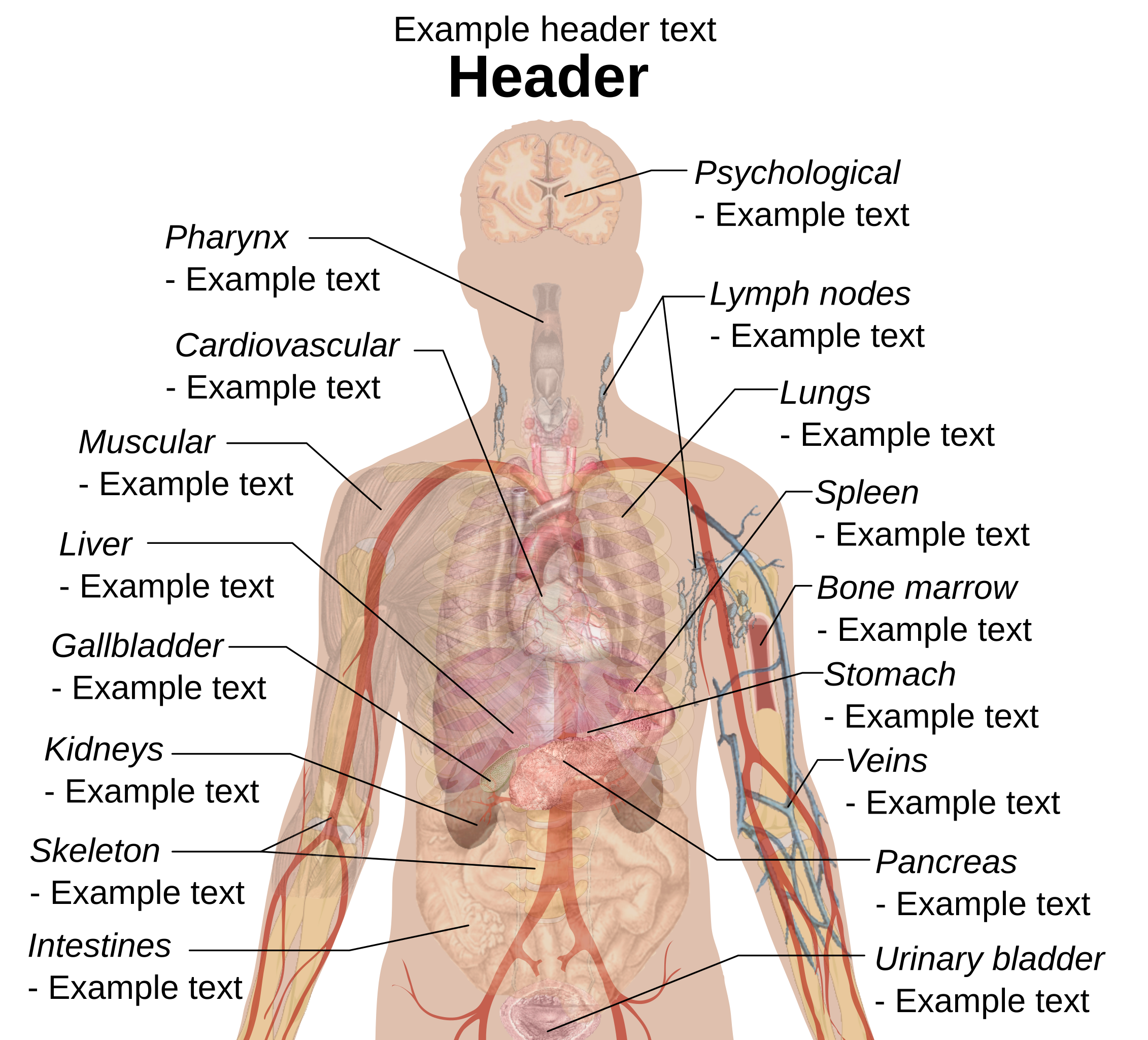 File Adult Male Diagram Template Svg Wikipedia