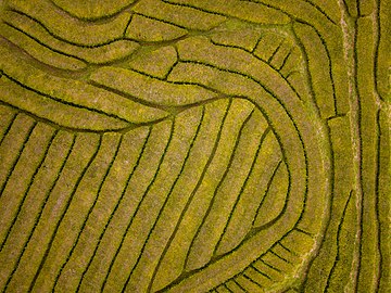 Aerial view of Gorreana tea fields, São Miguel Island, Azores, Portugal