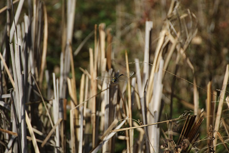 File:Aeshna cyanea MAR 9355.jpg