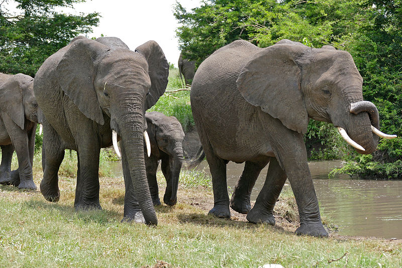 File:African Elephants (Loxodonta africana) (17331113511).jpg