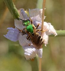Agapostemon virescens (Sweat Bee) (27831732700).jpg