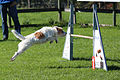 Agility - Sprung Parson Russell 1.jpg