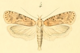 Agonopterix chironiella