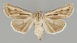 Agrotis daedalus