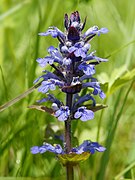   Ajuga reptans