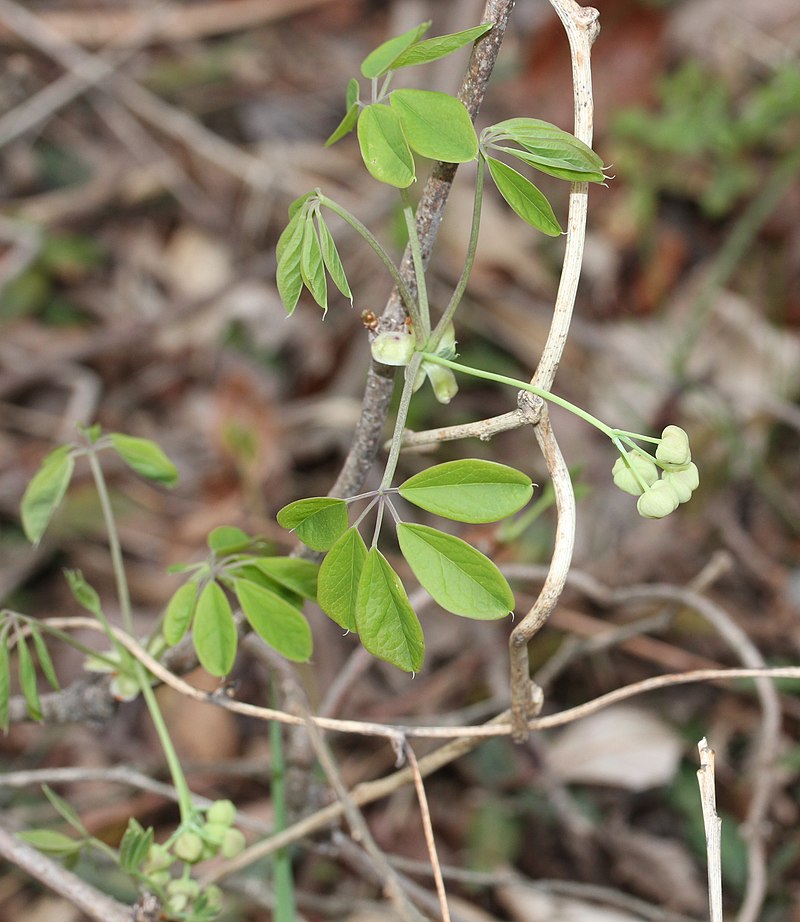 Akebia quinata (bud s2).jpg