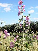 Alcea setosa