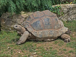 Aldabrachelys gigantea (Giant Aldabra Tortoise, צב יבשה ענק)