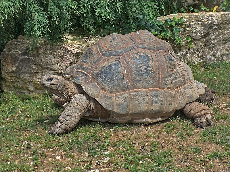 File:Aldabrachelys-gigantea-0001.jpg