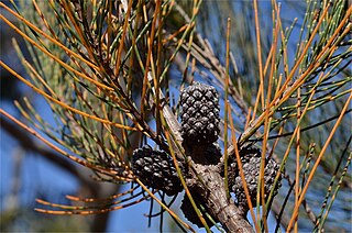 <i>Allocasuarina duncanii</i> Species of flowering plant