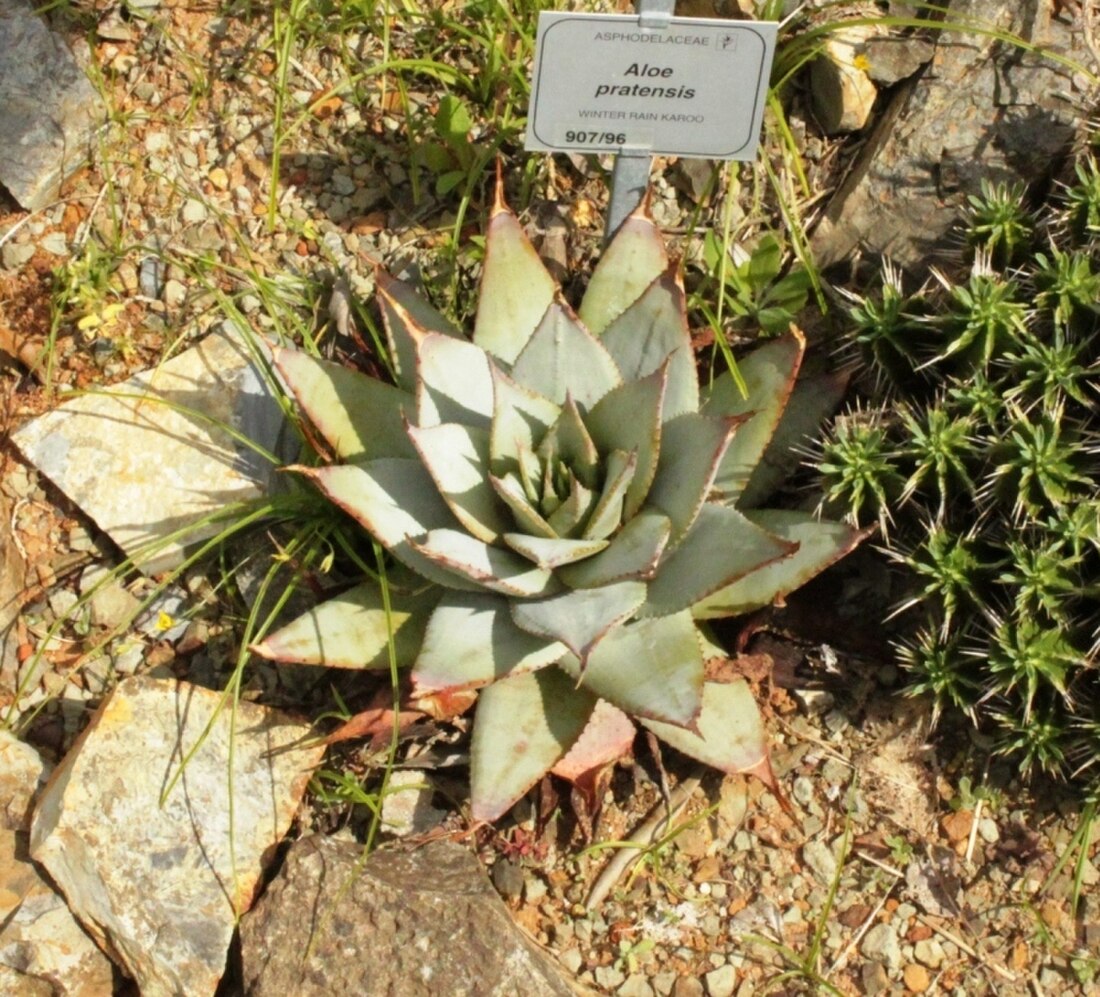 Aloe pratensis